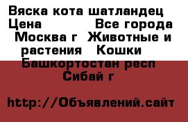 Вяска кота шатландец › Цена ­ 1 000 - Все города, Москва г. Животные и растения » Кошки   . Башкортостан респ.,Сибай г.